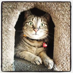 Smudge the Cat