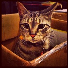 Smudge has been having a wonderful time playing in the boxes.