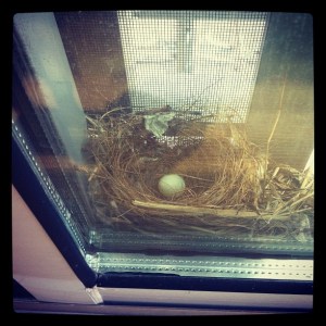 This bird's nest was just outside the window/sliding door of one of the apartments we looked at.