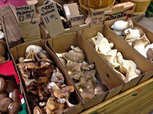 Mushrooms at the St Lawrence Markets.