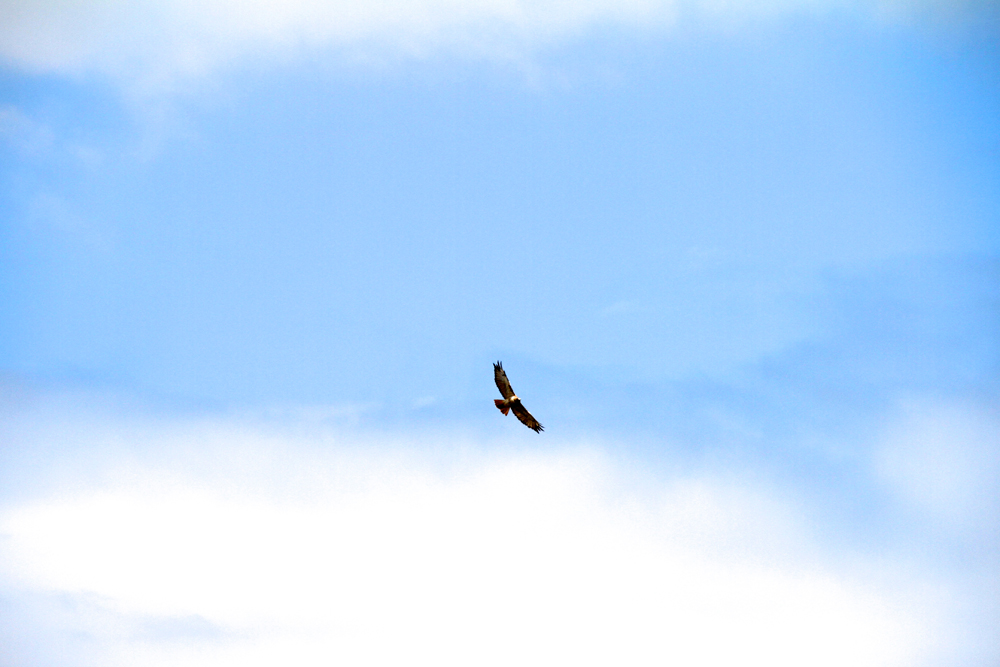 Helen the raptor. She flies past my window.