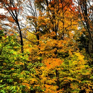 Fall colours in the Science Centre's forest