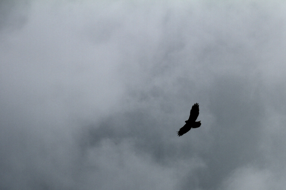 Helen and Barry made a noisy appearance on Monday