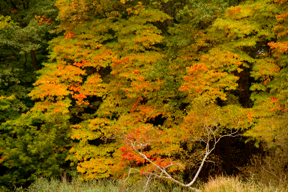 Fall colours.