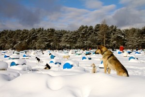 360+ dogs