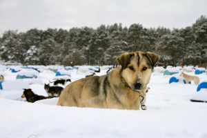 One of the dogs at the kennels