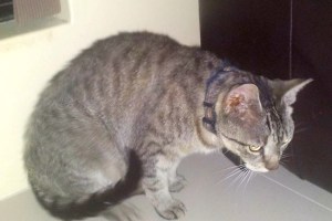 Smudge has returned