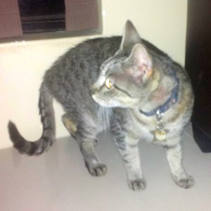 Smudge has returned