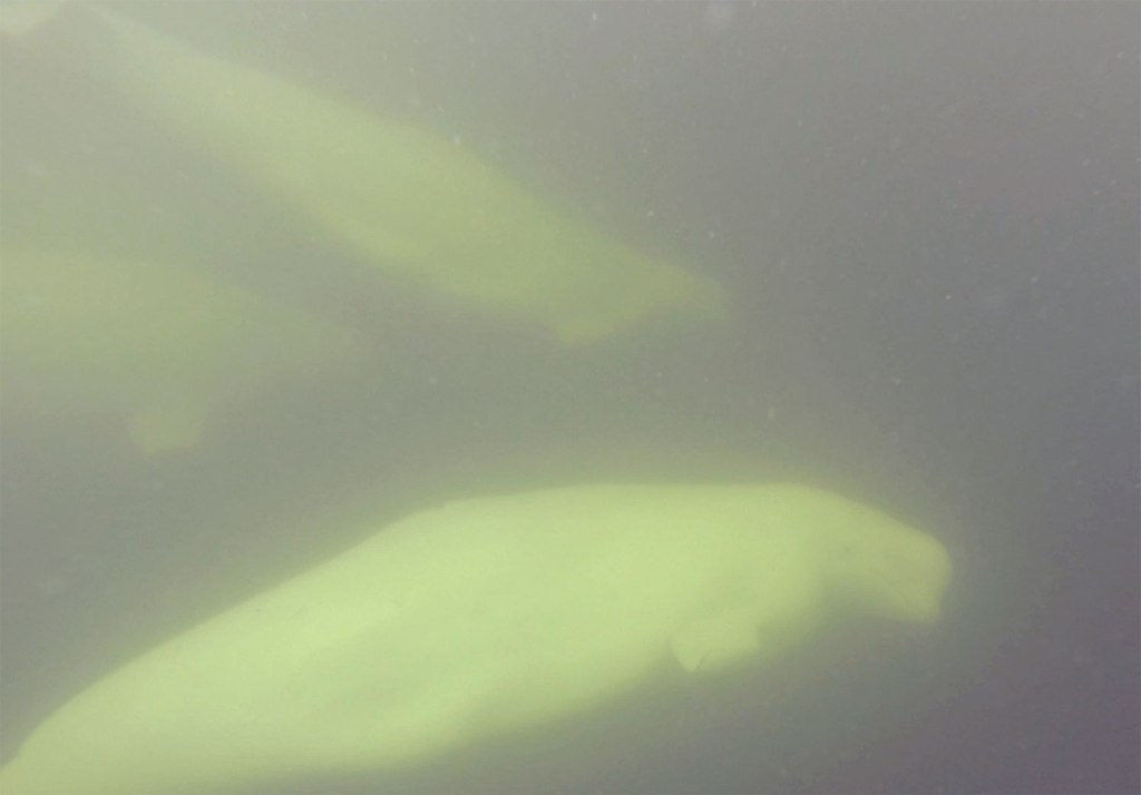 Beluga whales