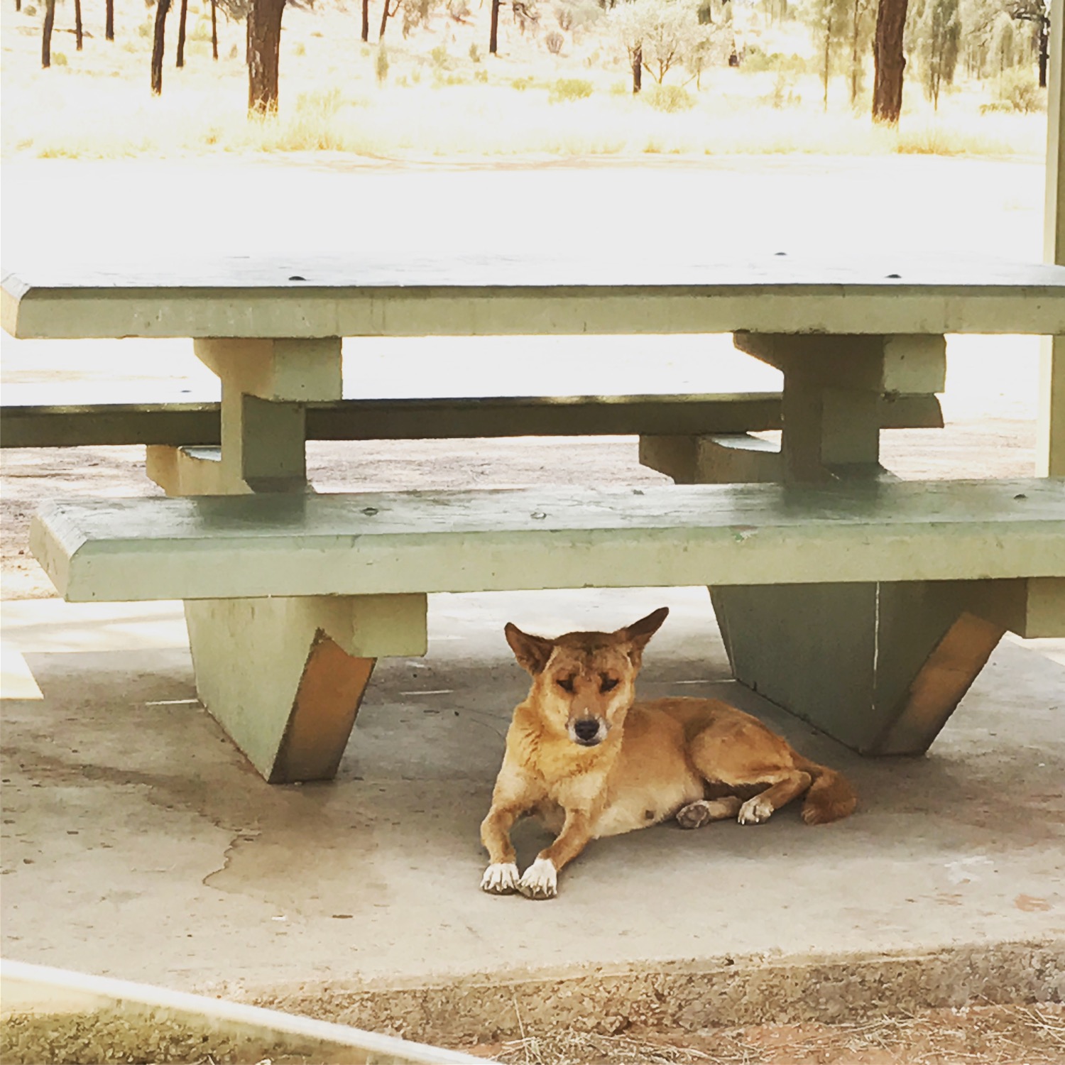 Dingo
